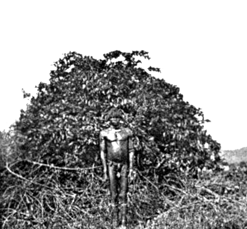 Buisson de Strophantus Hispidus 1931 Labouret