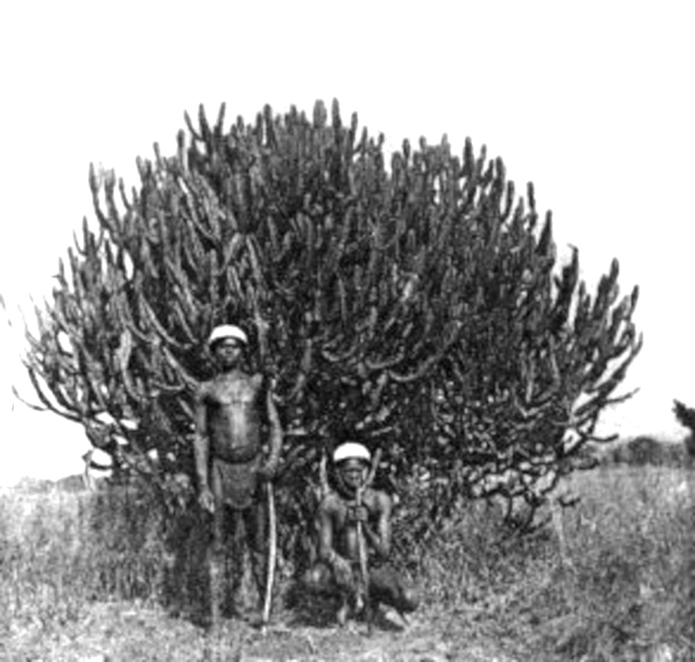 Pied d'Euphorbe 1931 Labouret